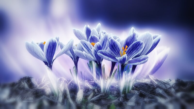 Blue Crocus Flowers — Purple, Ethereal
