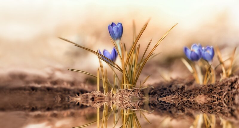 Blue Crocus Flowers — Purple
