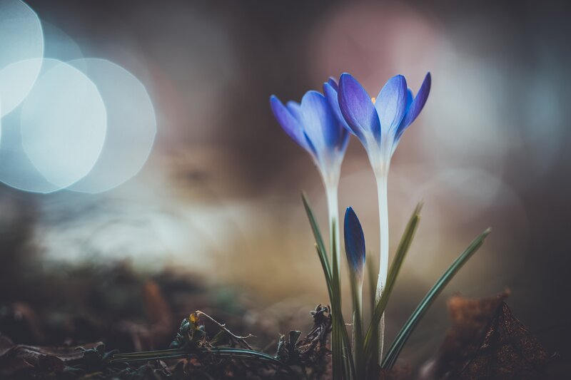 Blue Crocus Flowers — Serene, Spring