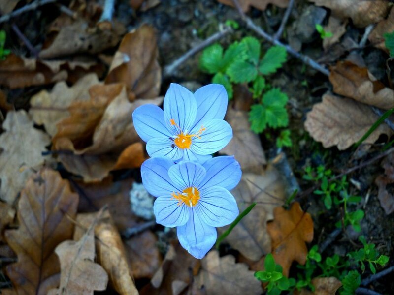 Blue Crocus Flowers — Serene