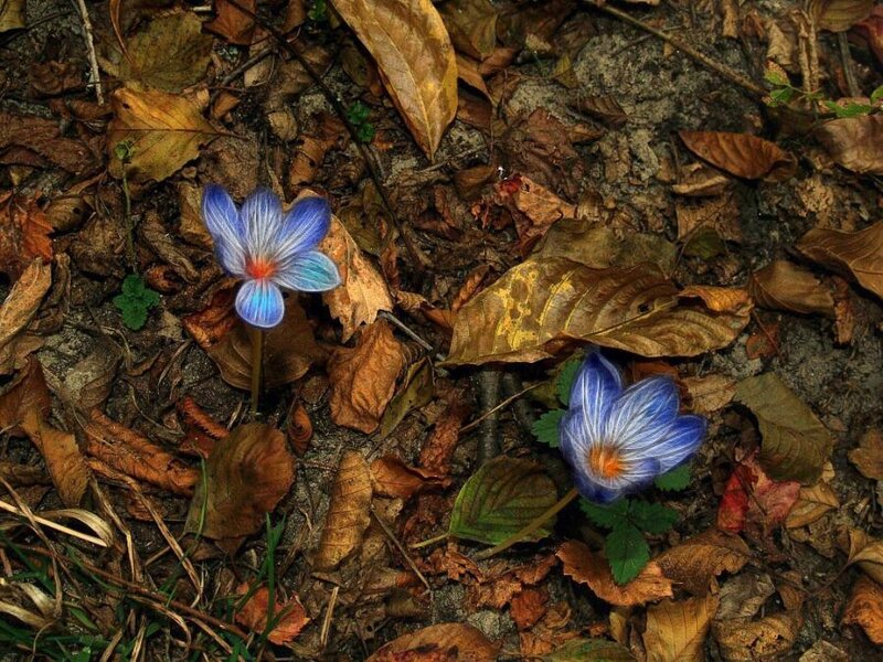 Blue Crocus Flowers