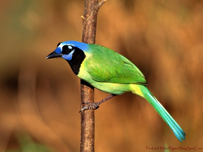 Blue-crowned Motmot — Green, Calm, Photograph, Bird