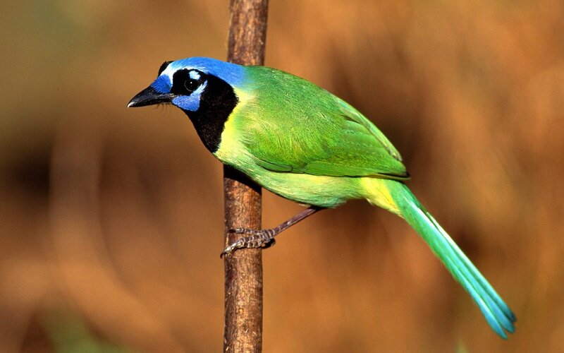 Blue-crowned Motmot — Green, Calm