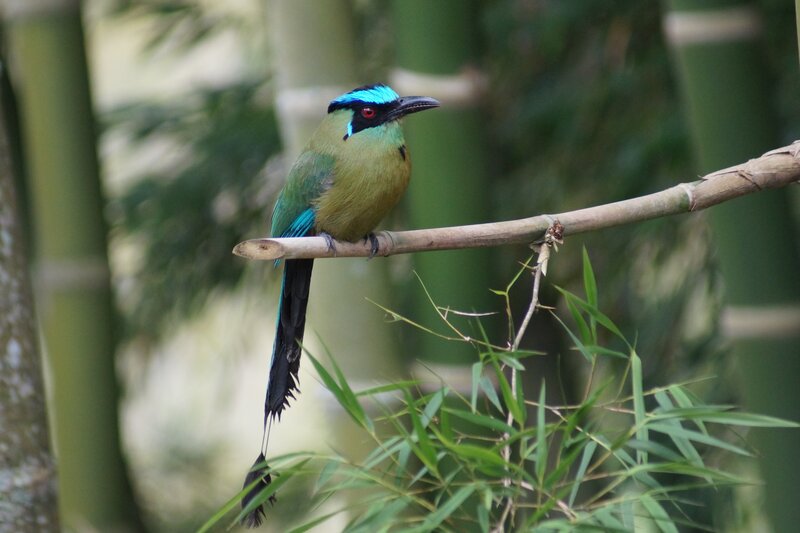 Blue-crowned motmot perched on branch