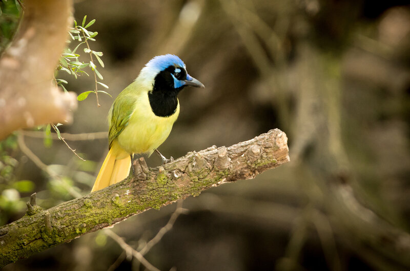 Blue-crowned Parrot — Blue