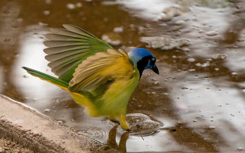 Blue-crowned Parrot — Green
