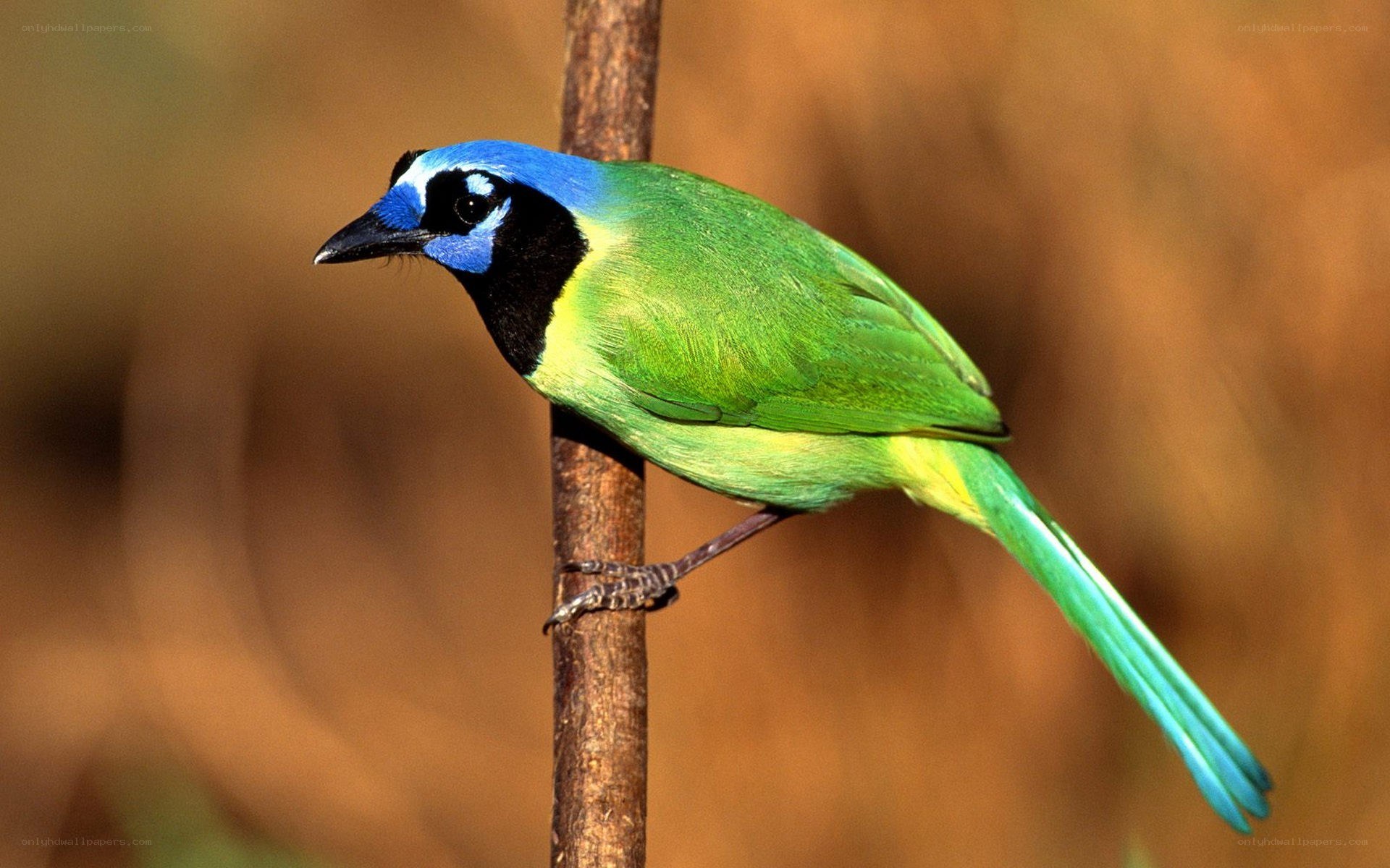 Blue-crowned parrotlet