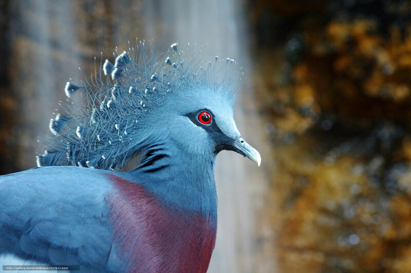 Blue Crowned Pigeon — Natural, Photograph, Bird