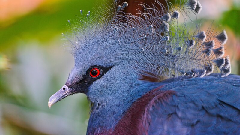 Blue Crowned Pigeon — Natural, Photograph