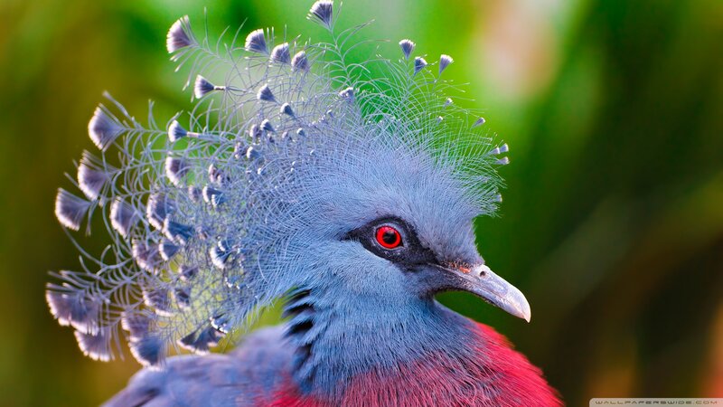 Blue Crowned Pigeon — Natural