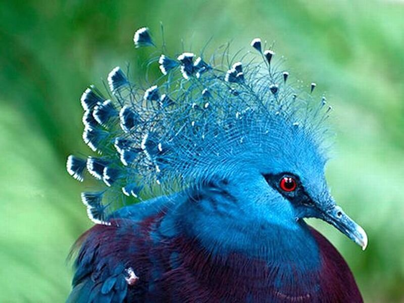 Blue Crowned Pigeon