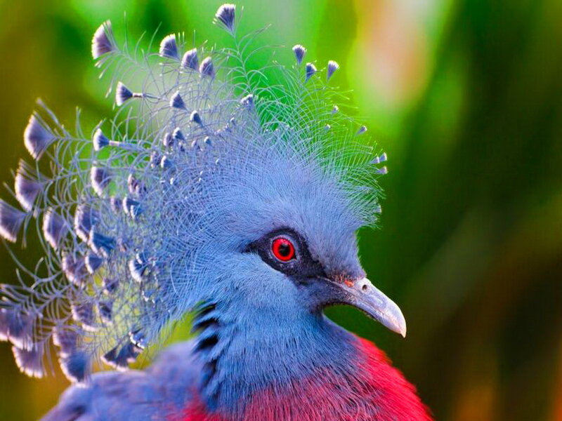 Blue Crowned Pigeon — Vibrant