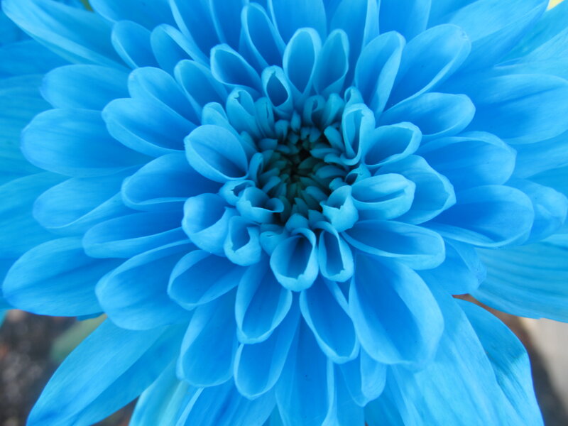 Blue Dahlia Flower — Calm
