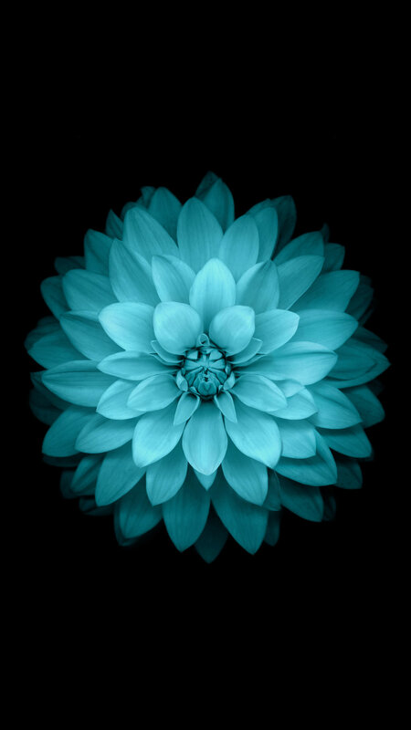 Blue Dahlia Flower — Cyan