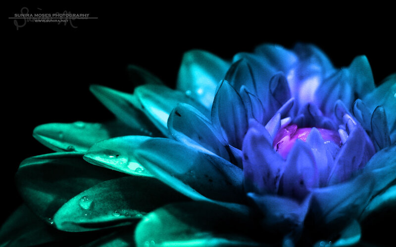 Blue Dahlia Flower — Dramatic, Night