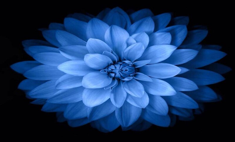 Blue Dahlia Flower — Dramatic, Photograph