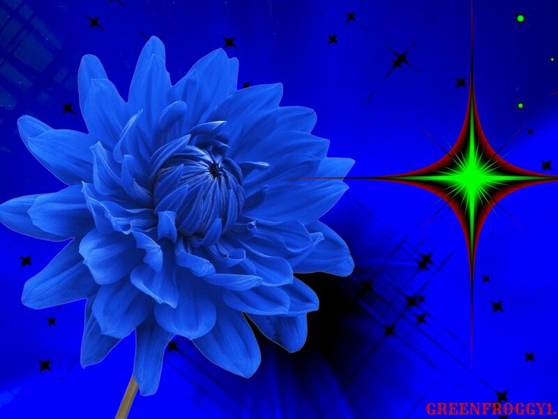 Blue Dahlia Flower — Dramatic