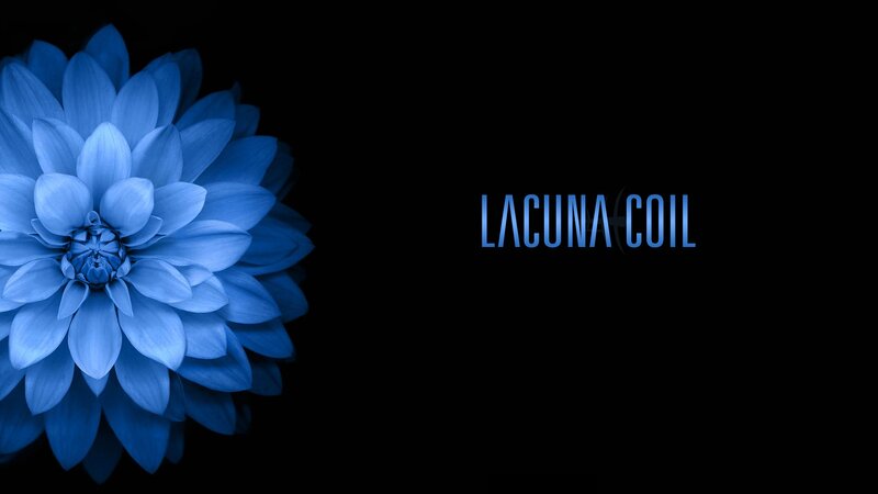 Blue Dahlia Flower — Minimalist, Photograph