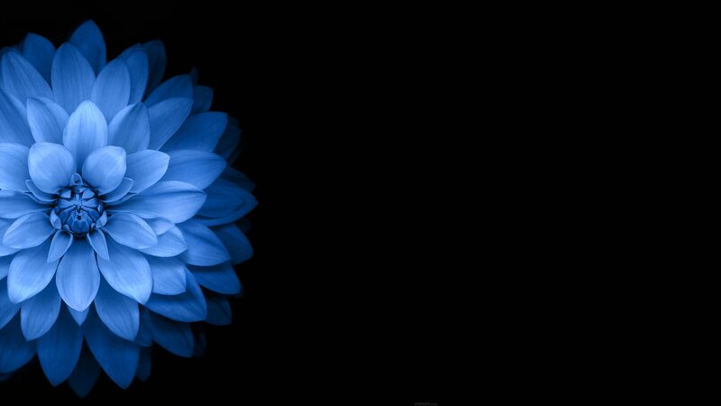 Blue Dahlia Flower — Minimalist