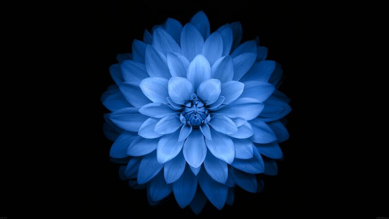 Blue Dahlia Flower — Serene, Photograph