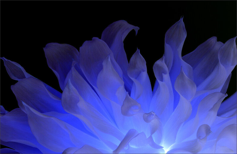 Blue Dahlia Flower