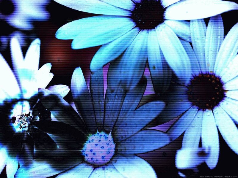 Blue Daisies — Dreamy