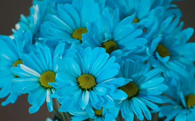 Blue Daisies in a Bouquet