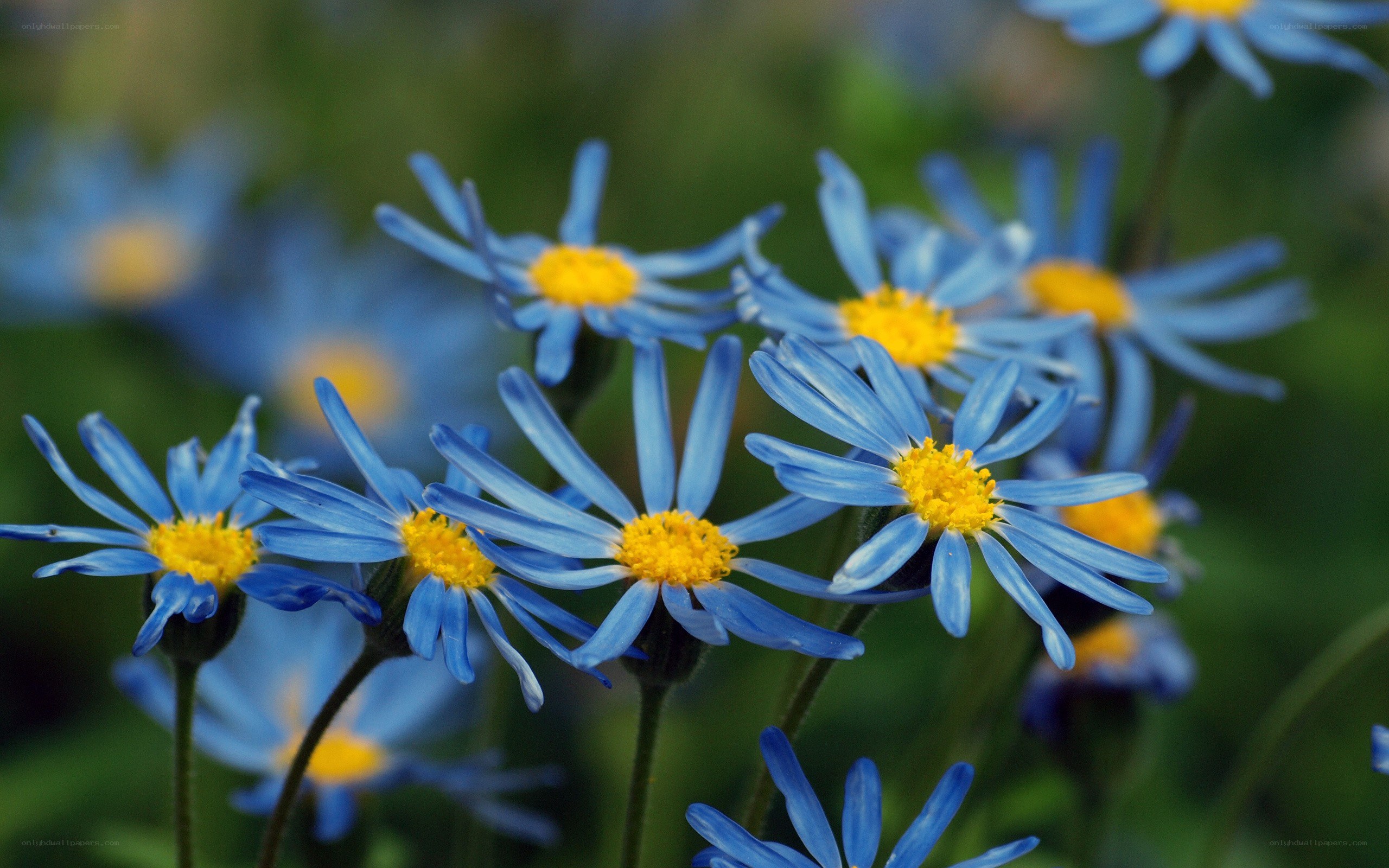 Blue daisies in a field