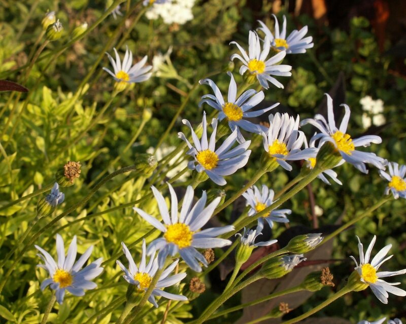 blue daisies in a garden