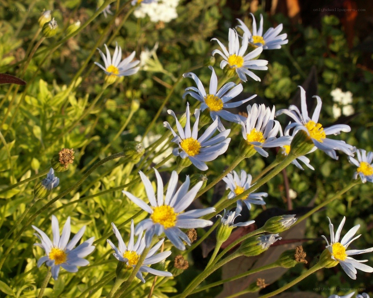 blue daisies in a garden