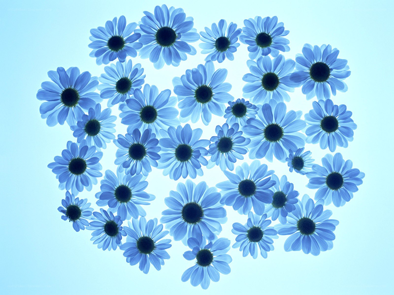 blue daisies in a heart shape