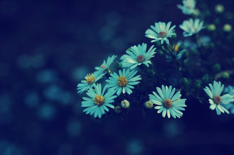 Blue Daisies in Bloom
