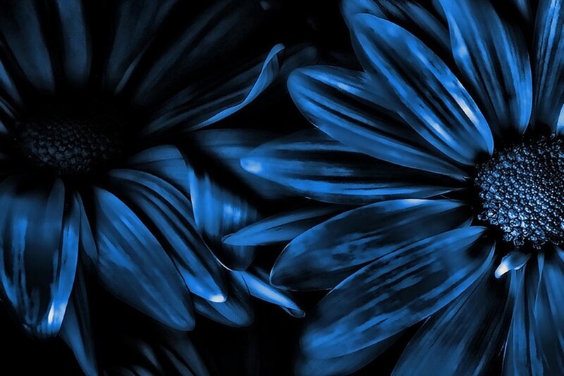 Blue Daisies in Close-up