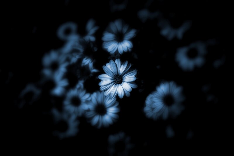 Blue Daisies in Darkness