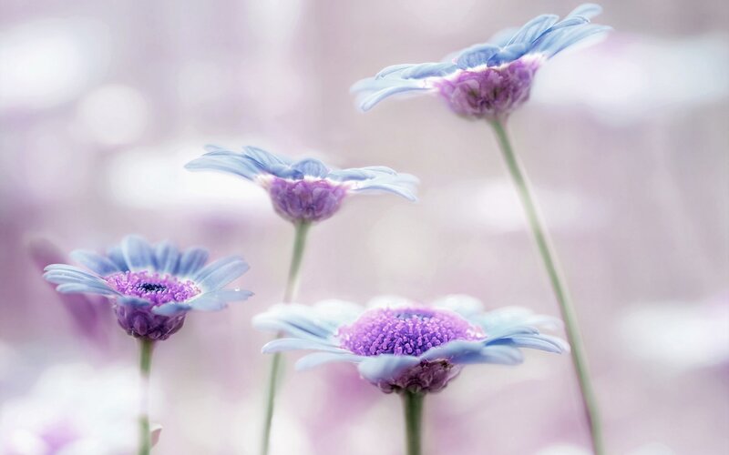 Blue Daisies in Field — Purple