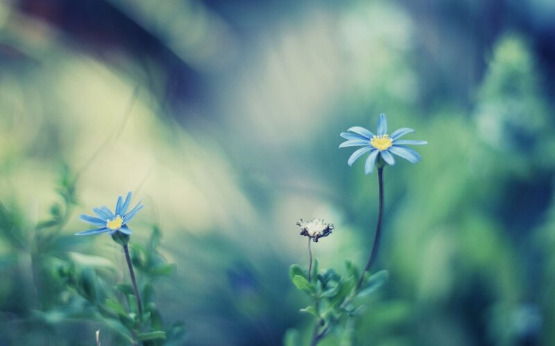 Blue Daisies in Field — Serene, Morning