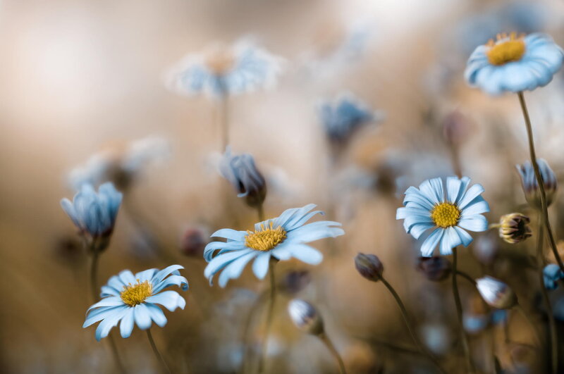Blue Daisies in Field — Serene