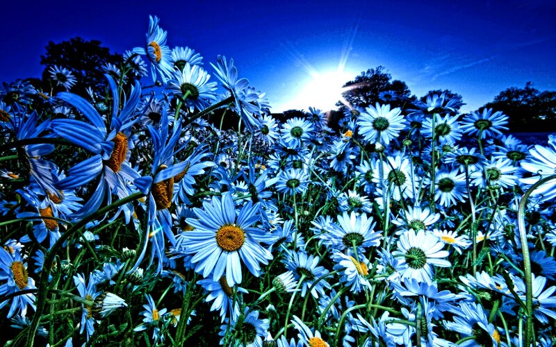 Blue Daisies in Field