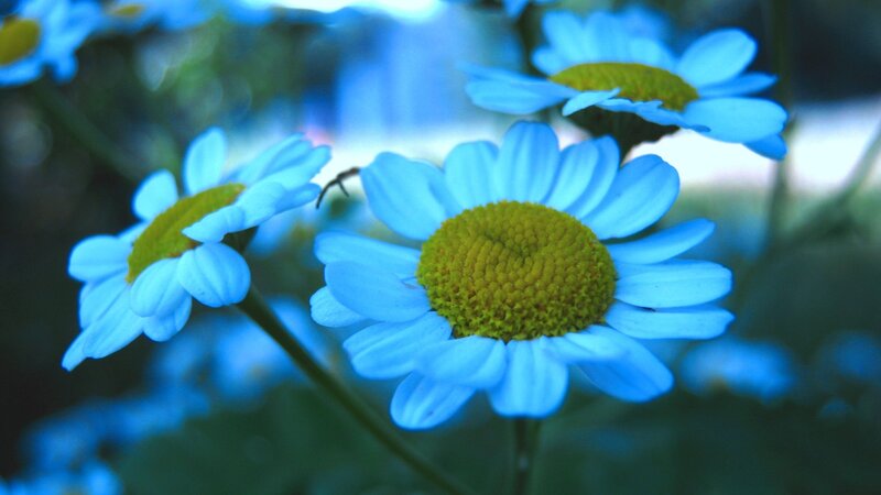 Blue Daisies in Focus