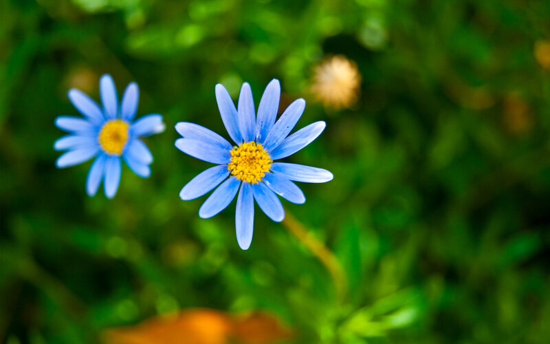 blue daisies in green field