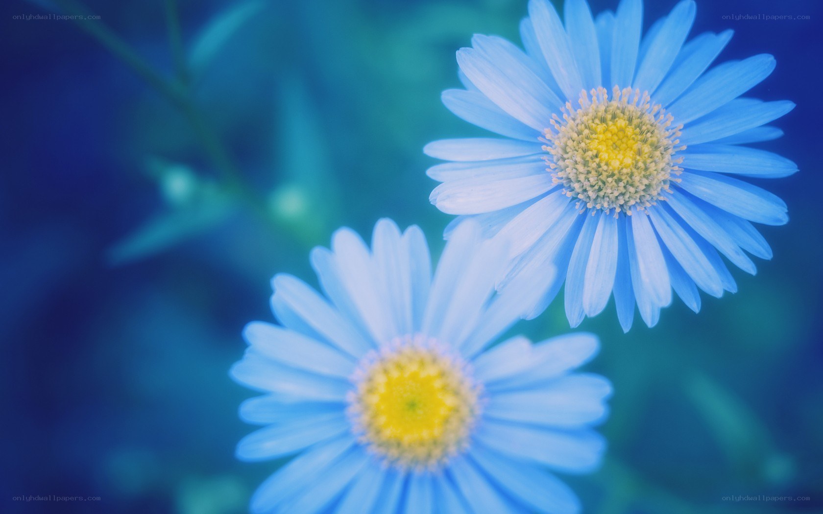 Blue daisies in soft focus