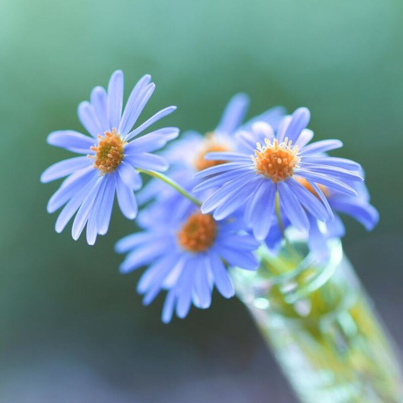 Blue Daisies in Vase — Serene