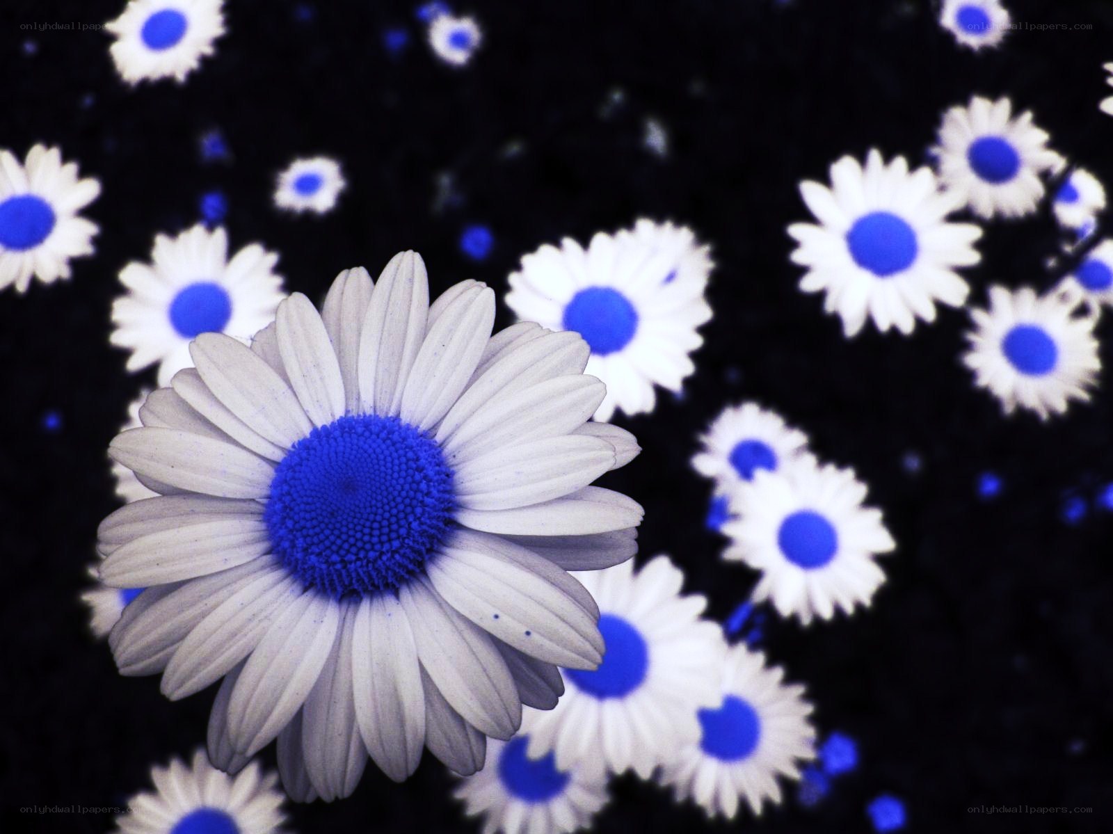 blue daisies on black background