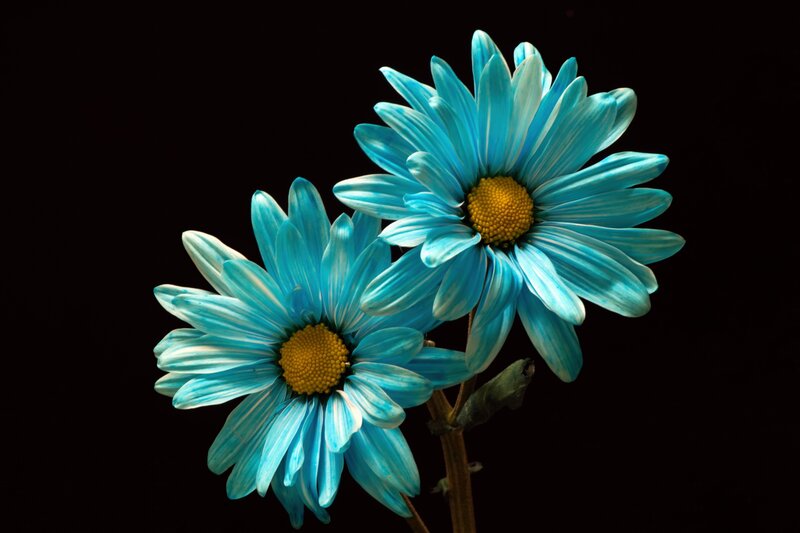 Blue Daisies on Black