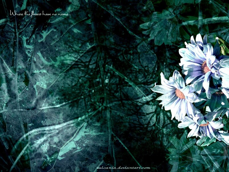 Blue Daisies on Dark Background