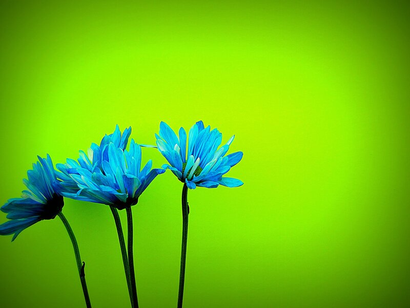 Blue Daisies on Green