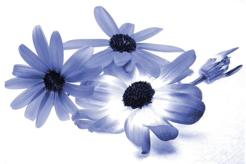 Blue Daisies on White