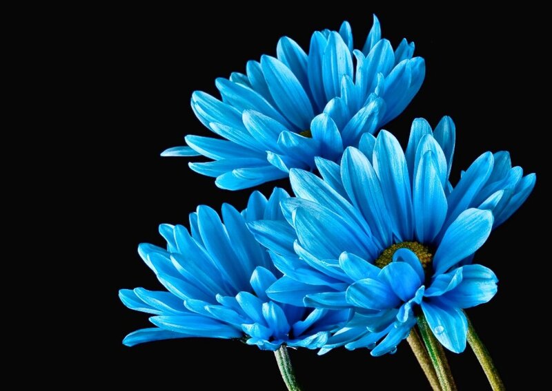 Blue Daisies