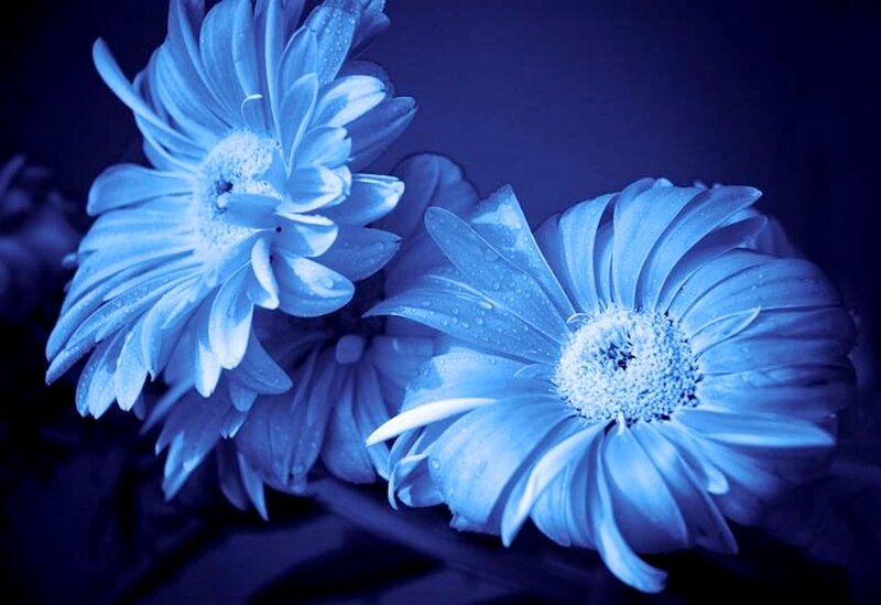 Blue Daisies with Water Droplets