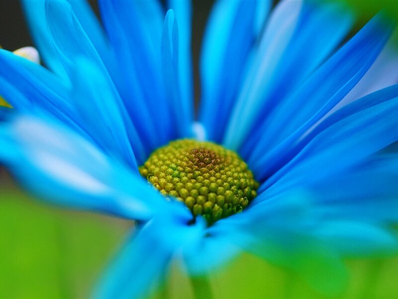 Blue Daisy Flower — Calm, Photograph, Center, Petals